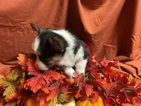 Nestlé, a female Pembroke Welsh Corgi for sale in Littleton, CO – 4 of 8