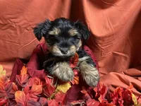 Snickers, a male Yorkshire Terrier for sale in Littleton, CO – 2 of 8