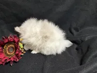 Glitter, a female Pomeranian for sale in Littleton, CO – 8 of 8