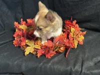 Gouda, a female Pembroke Welsh Corgi for sale in Littleton, CO – 3 of 7