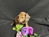 Rosemary, a female Miniature Dachshund for sale in Littleton, CO – 7 of 9