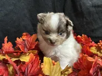 Independence, a male Pomeranian for sale in Littleton, CO – 2 of 8