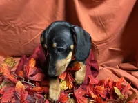 Lasagna, a female Miniature Dachshund for sale in Littleton, CO – 5 of 7
