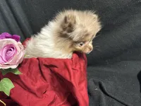 Very special and tiny, a female Pomeranian for sale in Littleton, CO – 4 of 6