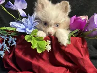 Glitter, a female Pomeranian for sale in Littleton, CO – 2 of 8