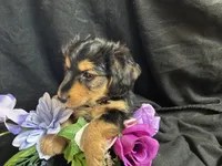 Jelly bean, a male Pomeranian and Yorkshire Terrier for sale in Littleton, CO – Photo 5 of 7