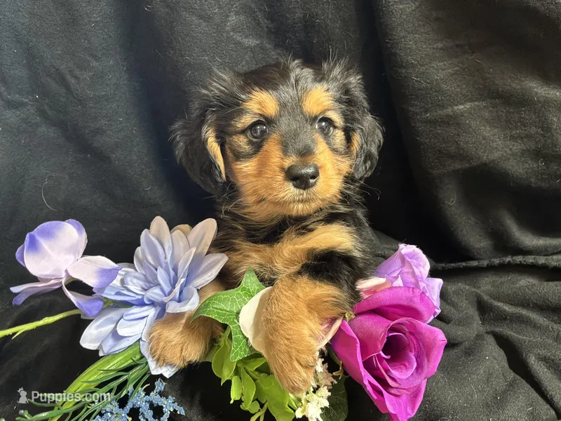 Jelly bean – Pomeranian, Yorkshire Terrier puppy for sale in Littleton, CO