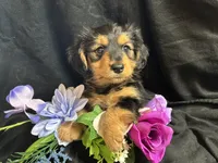 Jelly bean, a male Pomeranian and Yorkshire Terrier for sale in Littleton, CO – Photo 1 of 7