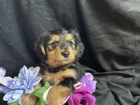 Jelly bean, a male Pomeranian and Yorkshire Terrier for sale in Littleton, CO – Photo 4 of 7