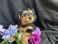 Jelly bean, a male Pomeranian and Yorkshire Terrier for sale in Littleton, CO – Photo 3 of 7