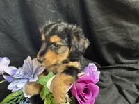 Jelly bean, a male Pomeranian and Yorkshire Terrier for sale in Littleton, CO – Photo 2 of 7