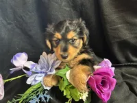 Jelly bean, a male Pomeranian and Yorkshire Terrier for sale in Littleton, CO – Photo 6 of 7