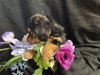 Jelly bean, a male Pomeranian and Yorkshire Terrier for sale in Littleton, CO – Photo 7 of 7