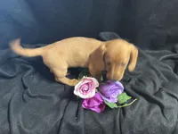 Skittles, a female Miniature Dachshund for sale in Littleton, CO – 7 of 8