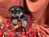 Snickers, a male Yorkshire Terrier for sale in Littleton, CO – 5 of 8
