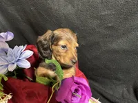 Thyme, a female Miniature Dachshund for sale in Littleton, CO – 4 of 7