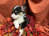 Kit kat, a female Pembroke Welsh Corgi for sale in Littleton, CO – 2 of 6