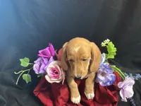 Tic tac, a male Miniature Dachshund for sale in Littleton, CO – 3 of 8