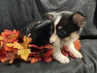 Swiss, a female Pembroke Welsh Corgi for sale in Littleton, CO – 6 of 9