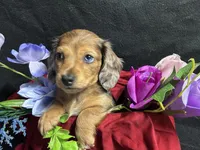 Rosemary, a female Miniature Dachshund for sale in Littleton, CO – 1 of 9