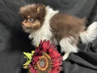 Ribbon, a female Pomeranian for sale in Littleton, CO – 7 of 8