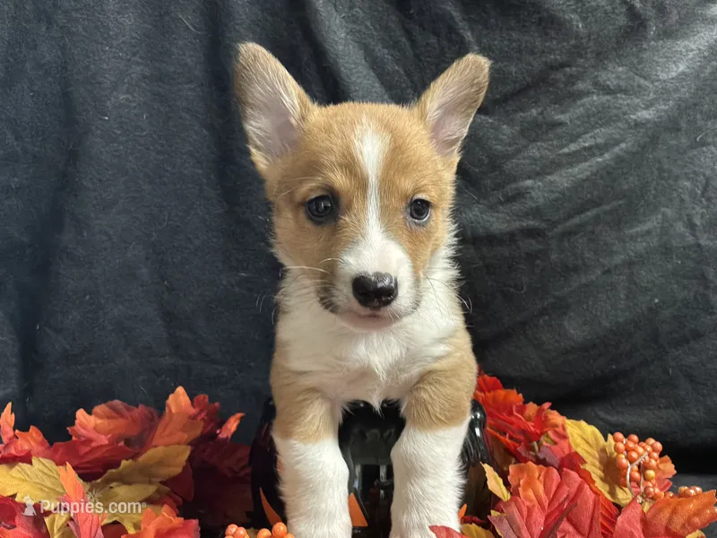Provolone – Pembroke Welsh Corgi puppy for sale in Littleton, CO