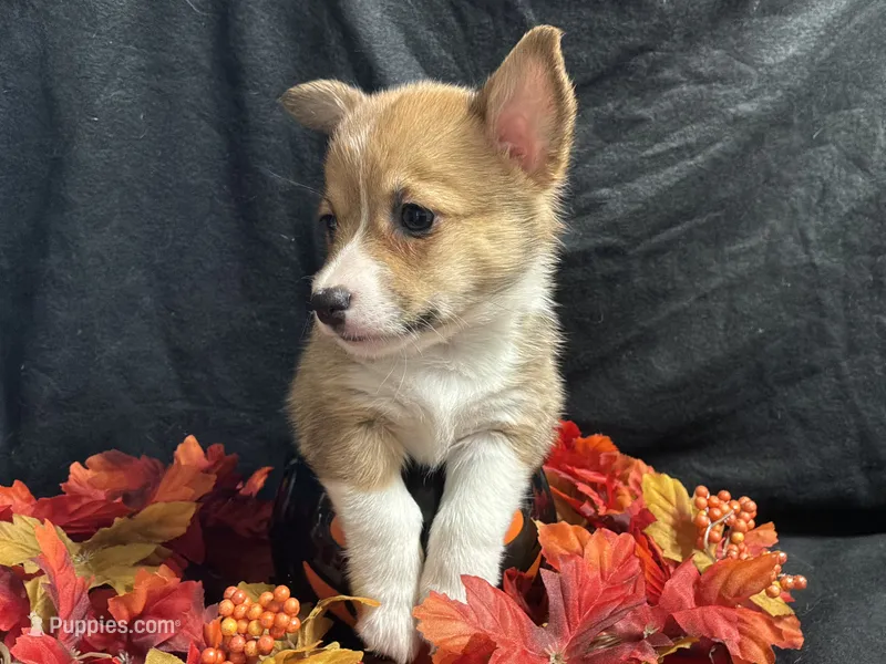 Monterey – Pembroke Welsh Corgi puppy for sale in Littleton, CO