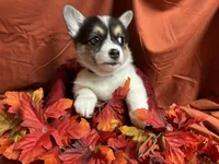Hersery, a female Pembroke Welsh Corgi for sale in Littleton, CO – 3 of 8