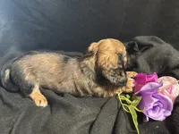 Frito, a male Miniature Dachshund for sale in Littleton, CO – 2 of 8