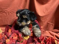 Snickers, a male Yorkshire Terrier for sale in Littleton, CO – 3 of 8