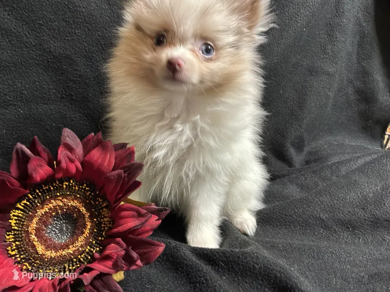 Bows – Pomeranian puppy for sale in Littleton, CO