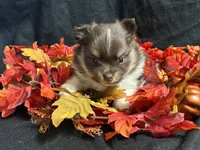 Celebration, a female Pomeranian for sale in Littleton, CO – 4 of 7