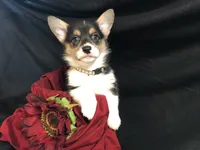 Red wine, a female Pembroke Welsh Corgi for sale in Littleton, CO – Photo 1 of 6