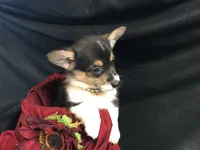 Red wine, a female Pembroke Welsh Corgi for sale in Littleton, CO – Photo 2 of 6
