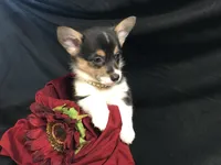 Red wine, a female Pembroke Welsh Corgi for sale in Littleton, CO – Photo 3 of 6