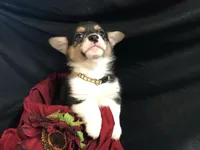 Red wine, a female Pembroke Welsh Corgi for sale in Littleton, CO – Photo 6 of 6