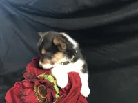 Red wine, a female Pembroke Welsh Corgi for sale in Littleton, CO – Photo 5 of 6