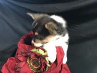 Red wine, a female Pembroke Welsh Corgi for sale in Littleton, CO – Photo 4 of 6