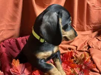 Rigatoni, a male Miniature Dachshund for sale in Littleton, CO – 2 of 9