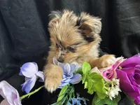 Skittles, a male Pomeranian and Yorkshire Terrier for sale in Littleton, CO – Photo 6 of 8