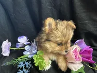 Skittles, a male Pomeranian and Yorkshire Terrier for sale in Littleton, CO – Photo 5 of 8