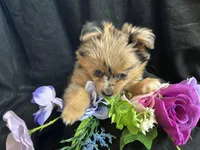 Skittles, a male Pomeranian and Yorkshire Terrier for sale in Littleton, CO – Photo 4 of 8