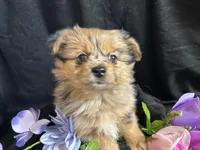 Skittles, a male Pomeranian and Yorkshire Terrier for sale in Littleton, CO – Photo 2 of 8