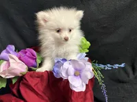 Parti, a female Pomeranian for sale in Littleton, CO – 5 of 8