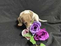 Snickers, a male Miniature Dachshund for sale in Littleton, CO – 6 of 8