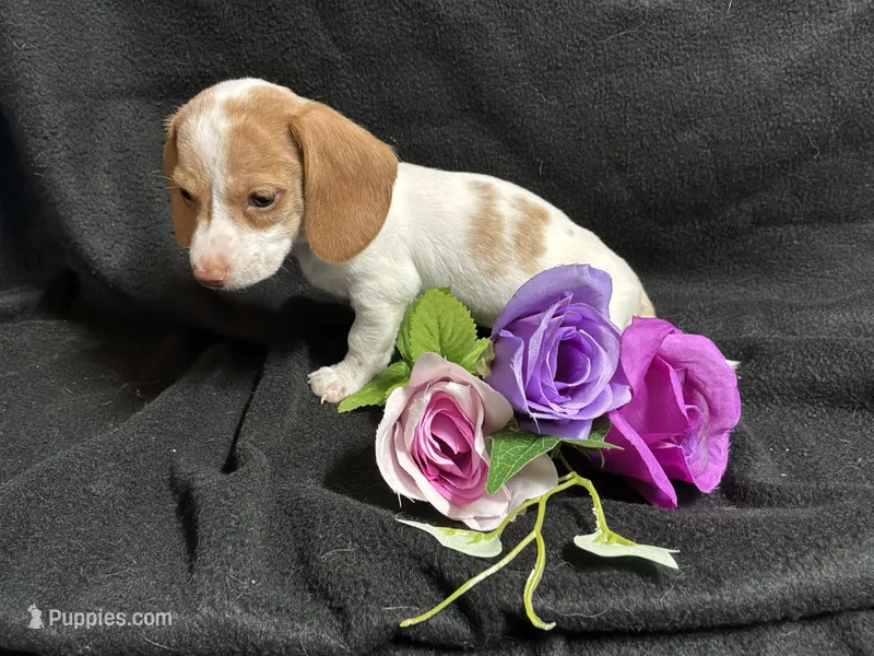 Cinnamon – Miniature Dachshund puppy for sale in Littleton, CO