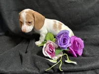 Cinnamon, a female Miniature Dachshund for sale in Littleton, CO – 1 of 8