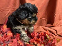 Divinity, a female Yorkshire Terrier for sale in Littleton, CO – 3 of 7