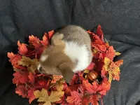 Havarti, a female Pembroke Welsh Corgi for sale in Littleton, CO – 7 of 7