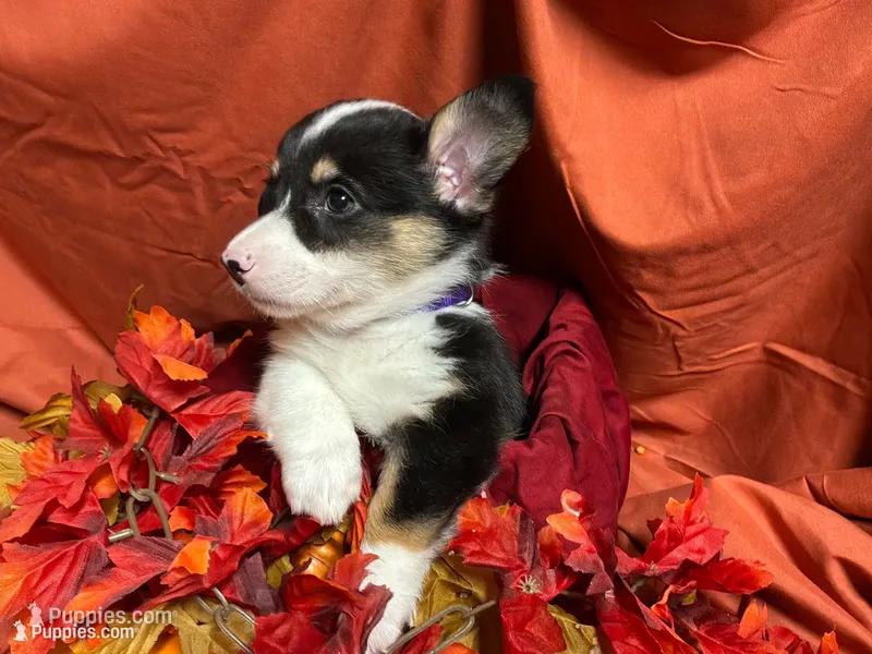 Kit kat, a female Pembroke Welsh Corgi for sale in Littleton, CO – 1 of 6